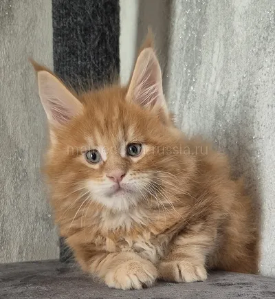 Maine Coon kitten