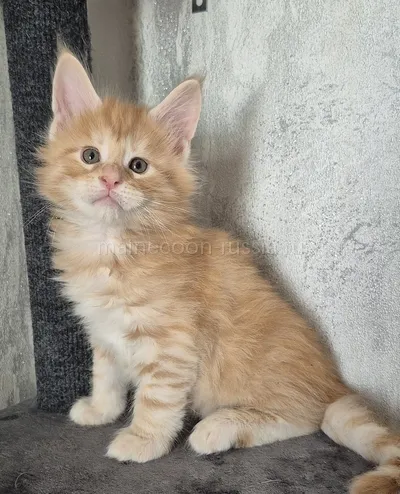 Котенок мейн-кун