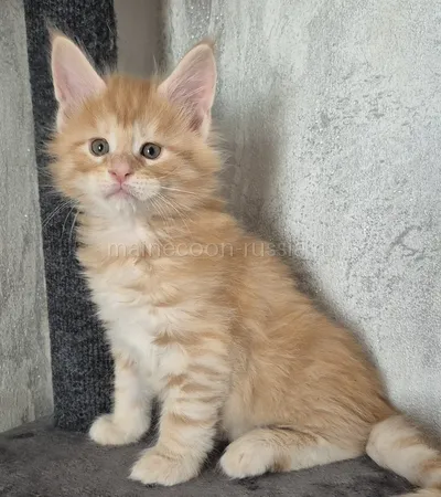 Котенок мейн-кун