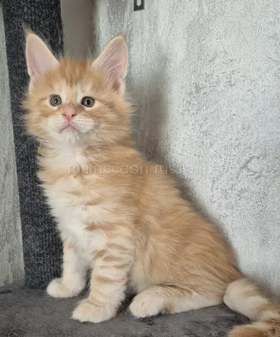 Котенок мейн-кун