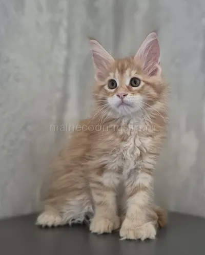 Котенок мейн-кун