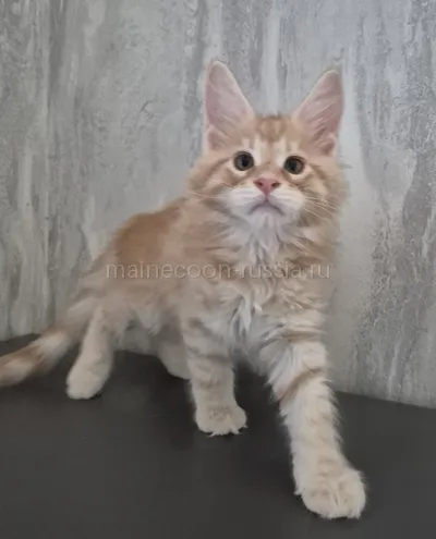 Котенок мейн-кун