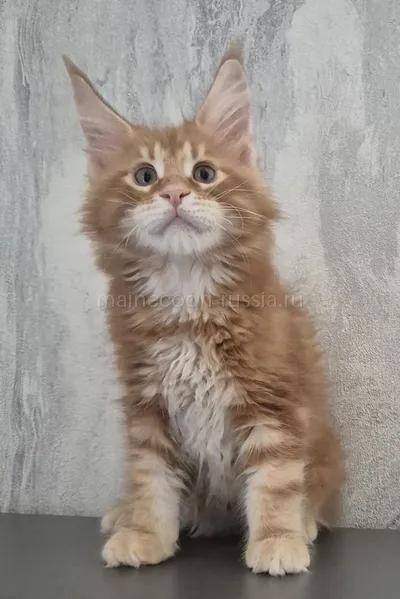 Котенок мейн-кун
