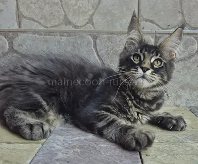 Котенок мейн-кун