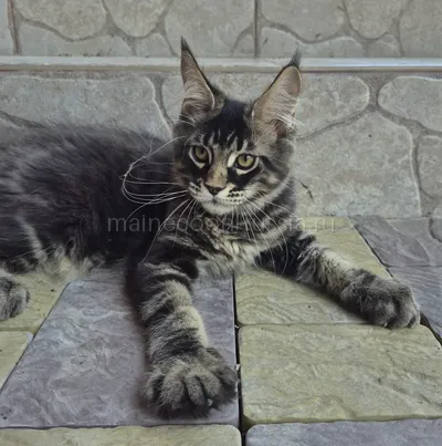 Котенок мейн-кун