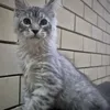 Boy - фото 2