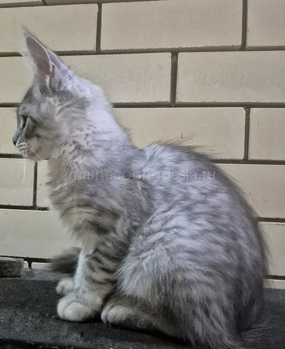 Boy — Котенок мейн-кун, Черный серебрянный тигровый MCO ns 23