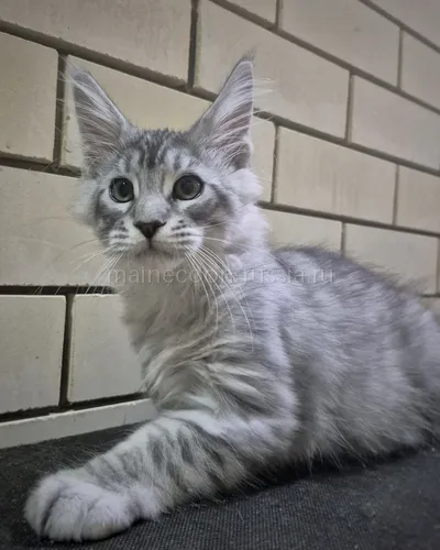 Boy — Котенок мейн-кун, Черный серебрянный тигровый MCO ns 23