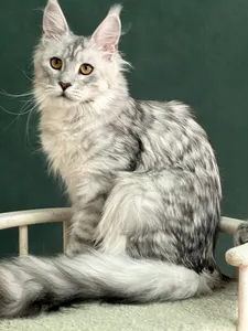 Котенок мейн-кун