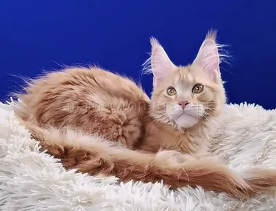 Flint — Котенок мейн-кун, Красный мрамор MCO d 22