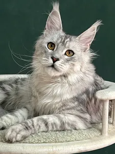 Котенок мейн-кун