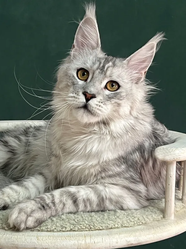 Maine Coon kitten Black Silver Classic Tabby MCO ns 22 Girl