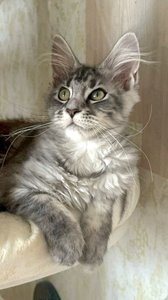 Julieta