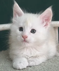 Котенок мейн-кун