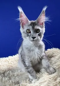 Kora