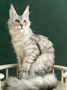 Котенок мейн-кун