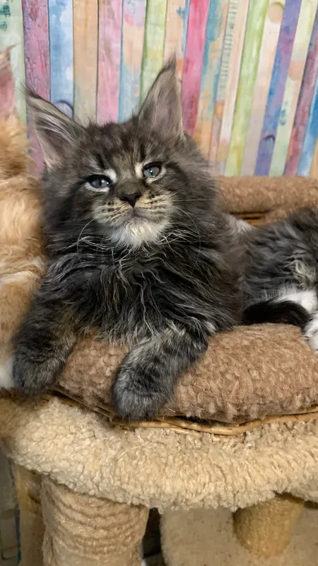 Maine Coon kitten Black classic Tabby (Brown) MCO n 22 Girl