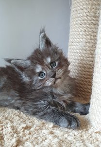 Cirilla