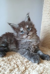 Cirilla