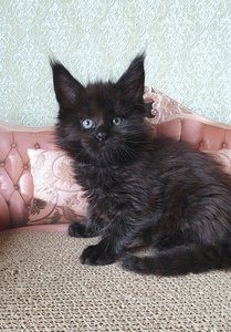 Hugo