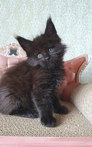 Hugo