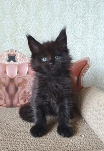 Hugo