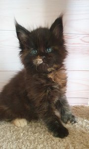 Черита