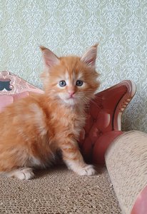 Шер
