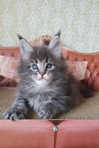 Эллис
