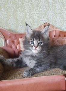 Эллис