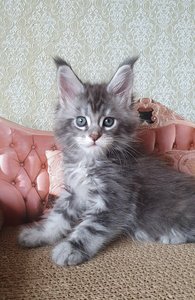 id:6246