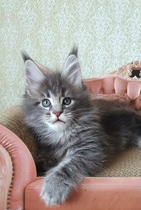 Эллис