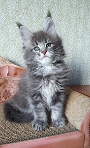 Эллис