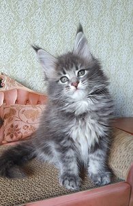 Эллис