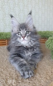 Эллис