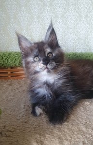 Юкка