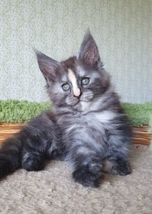 Юлжина