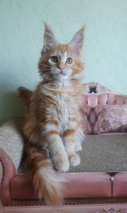 Шер