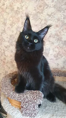 Котенок мейн-кун