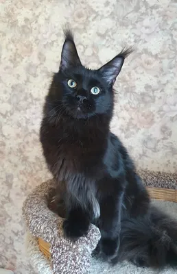 Котенок мейн-кун