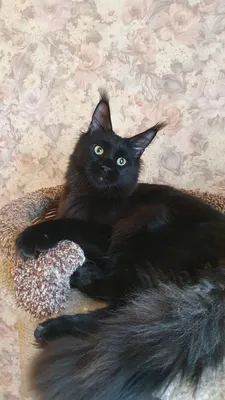 Котенок мейн-кун