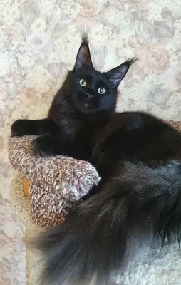 Котенок мейн-кун