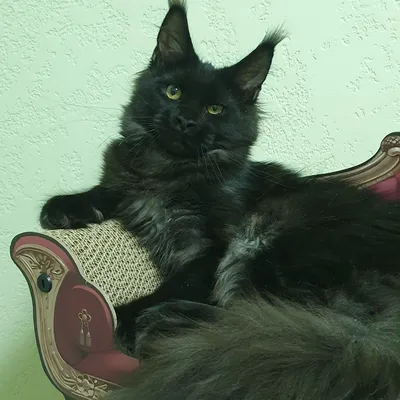 Котенок мейн-кун