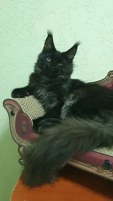 Котенок мейн-кун