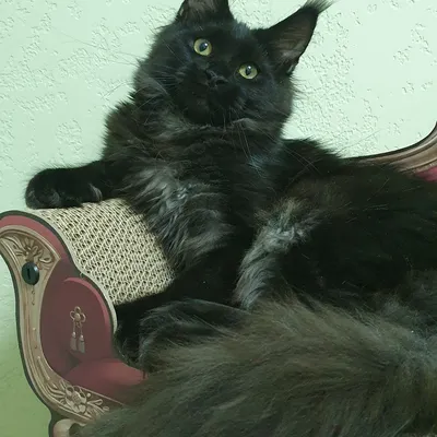 Котенок мейн-кун