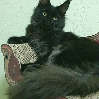 Котенок мейн-кун