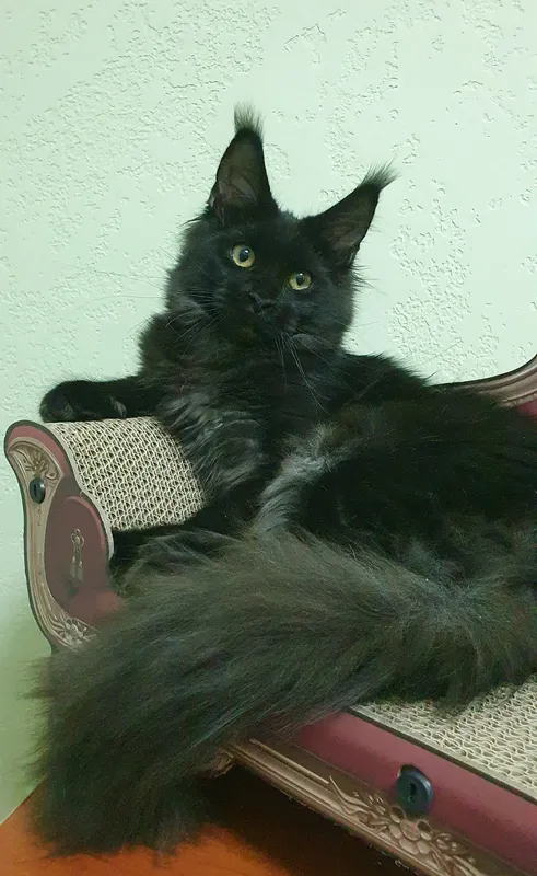 Maine Coon kitten Black smoke MCO ns  Girl