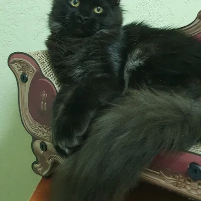 Котенок мейн-кун