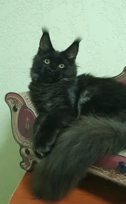 Котенок мейн-кун