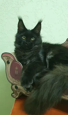 Котенок мейн-кун